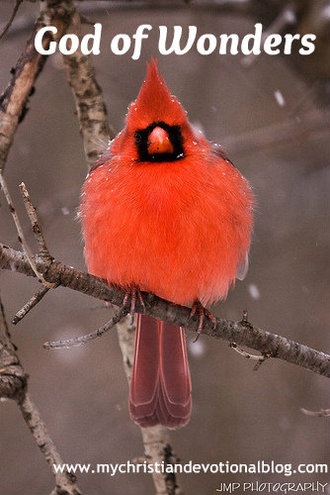 This beautiful cardinal is part of God's creation